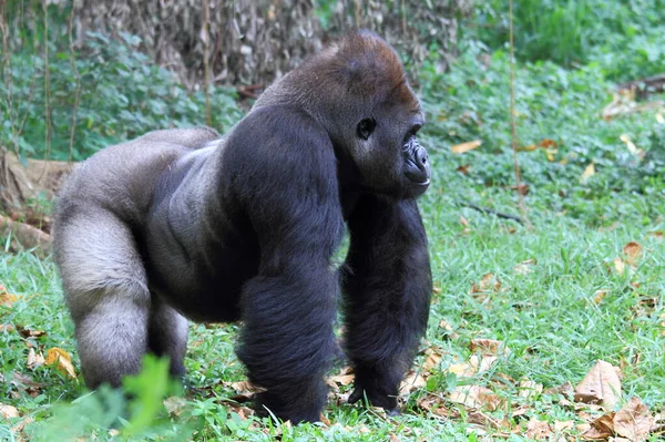 Gorila Zoológico Fotografía Animales Salvajes —  Fotos de Stock