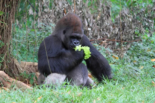 Gorilla Zoo Animal Wildlife Photography — Stock Photo, Image