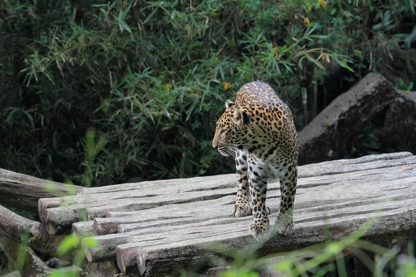 Leopardo Animali Selvatici Immagini — Foto Stock