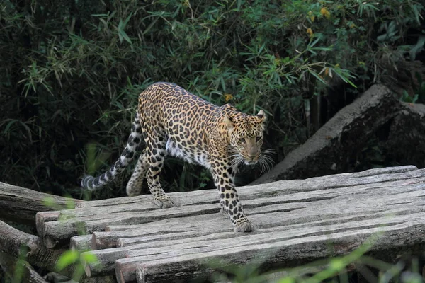 Leopardo Animali Selvatici Immagini — Foto Stock