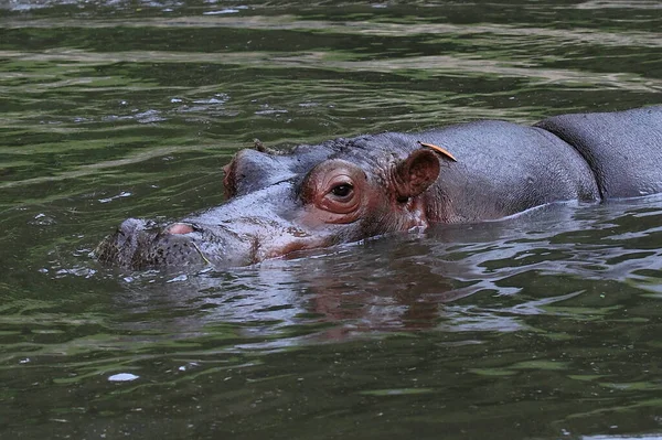 Hippo Head Water — Stock Photo, Image