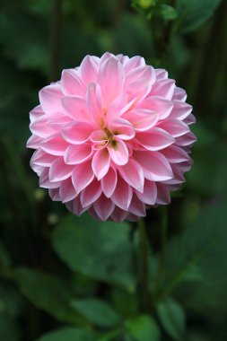 Yıldız çiçeğini kapat, makro fotoğraf.