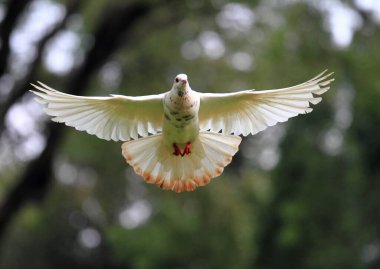 Beyaz güvercin, vahşi yaşam fotoğrafçılığı