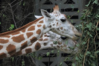 Zürafa, vahşi yaşam fotoğrafçılığı.