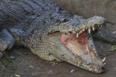 Timsah kafası, vahşi yaşam fotoğrafçılığı.