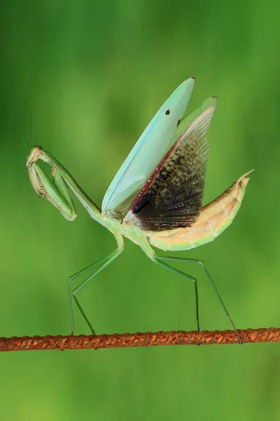 Mantide Religiosa Verde Sul Filo Macrofotografia — Foto Stock