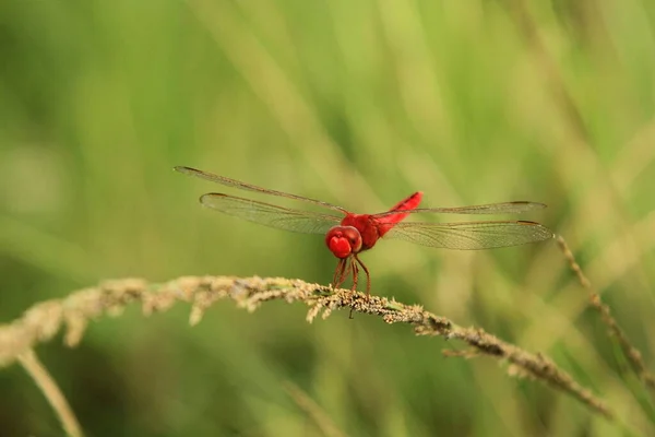 Dragonfly Perching Grass Macro Photography — Stock Photo, Image