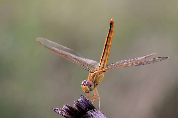 Libellule Perché Sur Herbe Macro Photographie — Photo