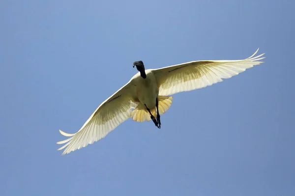 Létající Ibis Zvířecí Fotografie — Stock fotografie