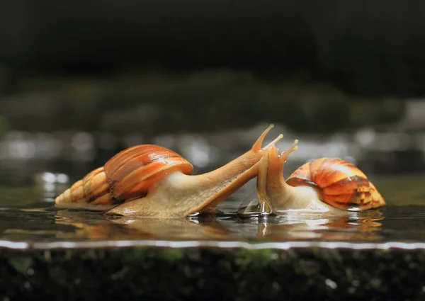 snail on the water, macro photography