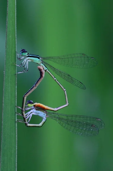 Закрыть Damselfly Спаривания Зеленом Фоне Животных Макрофотографии — стоковое фото