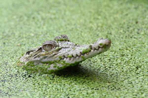 Close Crocodile Head Camouflage — Stock Photo, Image