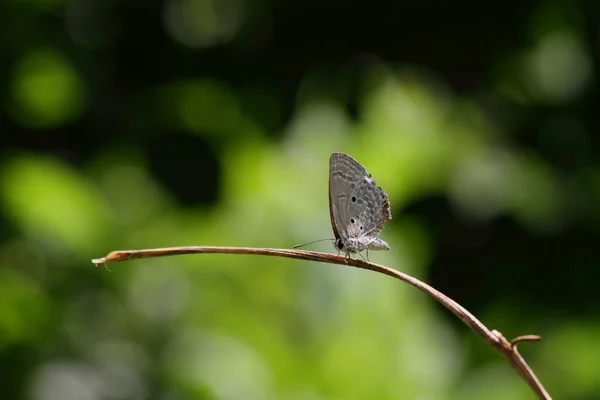Farfalla Appollaiata Sulla Pianta Macrofotografia — Foto Stock