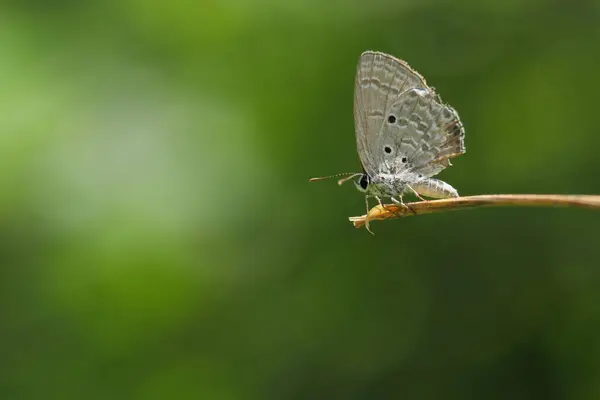 Farfalla Appollaiata Sulla Pianta Macrofotografia — Foto Stock