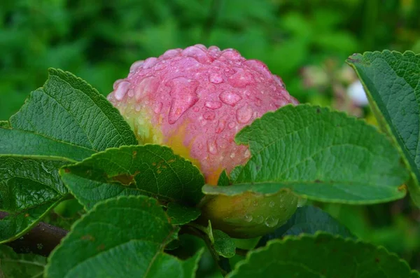 Appels Met Regendruppels Appeltakken Regen Appelfruit Rijpen Takken Tuin Regen — Stockfoto