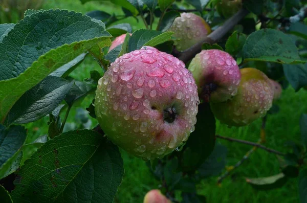 Apples with raindrops on apple branches after rain.Ripening apple fruits on branches in garden after rain. Organic fruits, Close-up