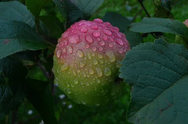 Apples Raindrops Apple Branches Rain Ripening Apple Fruits Branches Garden — Stock Photo, Image