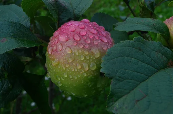 Apples Raindrops Apple Branches Rain Ripening Apple Fruits Branches Garden — Stock Photo, Image