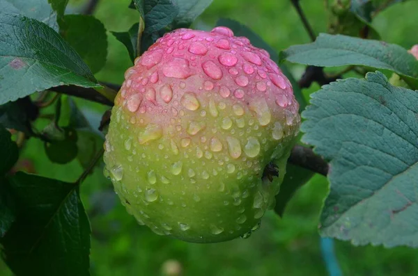 Appels Met Regendruppels Appeltakken Regen Appelfruit Rijpen Takken Tuin Regen — Stockfoto