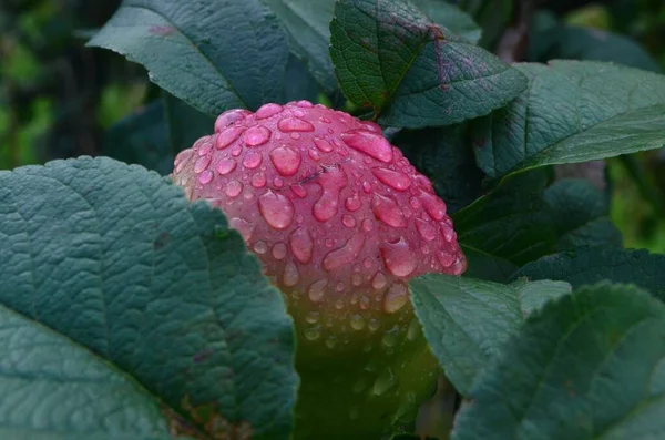 Apples with raindrops on apple branches after rain.Ripening apple fruits on branches in garden after rain. Organic fruits, Close-up