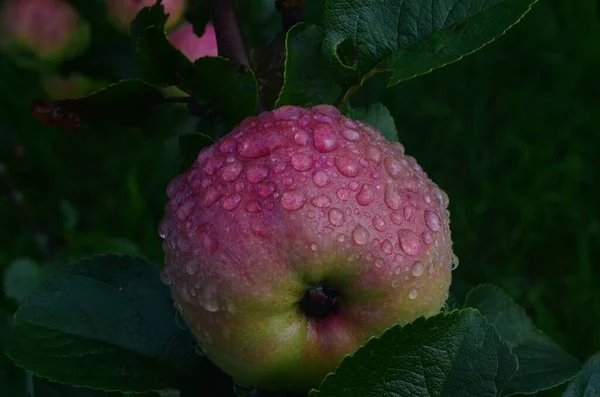 Apples Raindrops Apple Branches Rain Ripening Apple Fruits Branches Garden — Stock Photo, Image