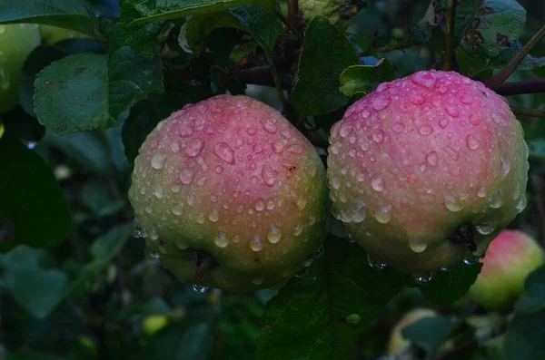 Apples Raindrops Apple Branches Rain Ripening Apple Fruits Branches Garden — Stock Photo, Image