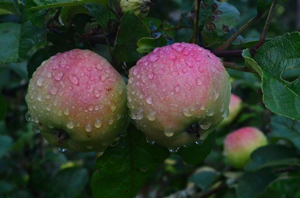 Apples with raindrops on apple branches after rain.Ripening apple fruits on branches in garden after rain. Organic fruits, Close-up