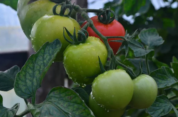 Bio Tomaten Werden Einem Gewächshaus Auf Dem Hof Zubereitet — Stockfoto