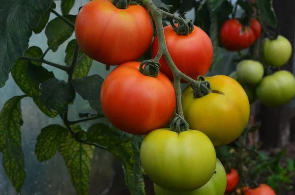 Bio Tomaten Werden Einem Gewächshaus Auf Dem Hof Zubereitet — Stockfoto
