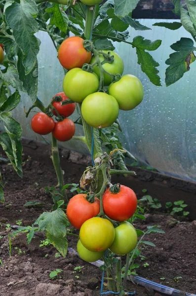 Ekologiska Tomater Bereds Ett Växthus Gården — Stockfoto