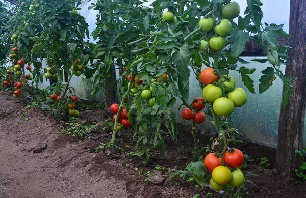 Pomodori Biologici Sono Preparati Una Serra Azienda — Foto Stock