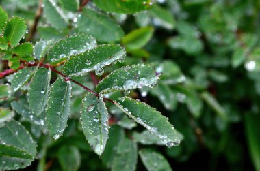 Yeşil gül yaprakları ve yağmur damlaları, yakın plan. Yeşil yaprakların üzerindeki yağmur damlaları