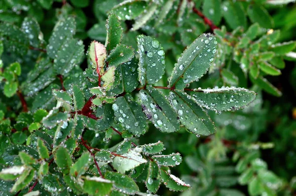 Green Rose Leaves Raindrops Close Raindrops Green Leaves — Stock Photo, Image