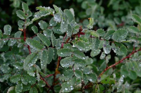 Green Rose Leaves Raindrops Close Raindrops Green Leaves — Stock Photo, Image