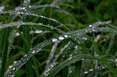 Yeşil çimenler ve yakın yağmur damlaları - yeşil çimlerin üzerindeki çiy damlaları. Yeşil yaprakların üzerine yağmur damlaları. Su damlaları doğada