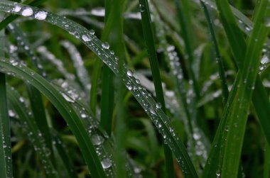 Yeşil çimenler ve yakın yağmur damlaları - yeşil çimlerin üzerindeki çiy damlaları. Yeşil yaprakların üzerine yağmur damlaları. Su damlaları doğada