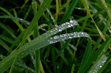 Yeşil çimenler ve yakın yağmur damlaları - yeşil çimlerin üzerindeki çiy damlaları. Yeşil yaprakların üzerine yağmur damlaları. Su damlaları doğada