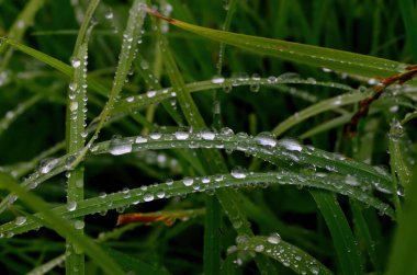 Yeşil çimenler ve yakın yağmur damlaları - yeşil çimlerin üzerindeki çiy damlaları. Yeşil yaprakların üzerine yağmur damlaları. Su damlaları doğada