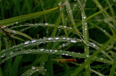 Yeşil çimenler ve yakın yağmur damlaları - yeşil çimlerin üzerindeki çiy damlaları. Yeşil yaprakların üzerine yağmur damlaları. Su damlaları doğada