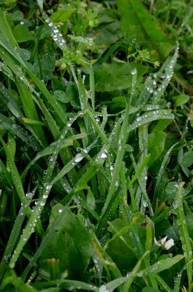 풀에는 빗방울이 이슬이 맺히고 빗방울이 속으로 떨어진다 — 스톡 사진