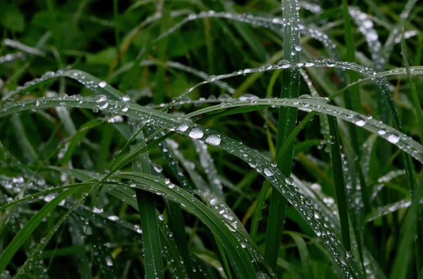 Groen Gras Met Regendruppels Dichtbij Updruppels Dauw Het Groene Gras — Stockfoto