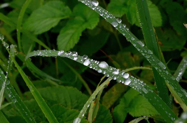 雨滴を閉じる緑の草 緑の草の上に露の滴 緑の葉に雨が降ります 自然の中で水が落ちる — ストック写真