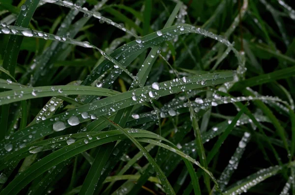 풀에는 빗방울이 이슬이 맺히고 빗방울이 속으로 떨어진다 — 스톡 사진