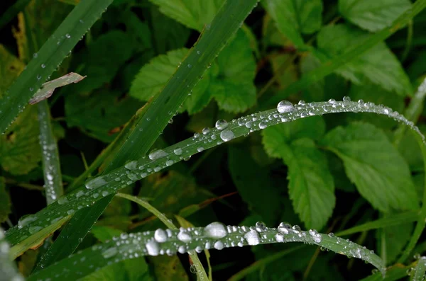 Green Grass Raindrops Close Updrops Dew Green Grass Raindrops Green — Stock Photo, Image