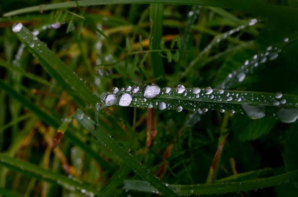 Зеленая Трава Капельками Дождя Капли Росы Зеленой Траве Капли Дождя — стоковое фото