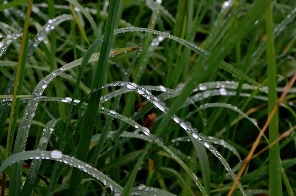 Hierba Verde Con Gotas Lluvia Cerca Upgotas Rocío Hierba Verde — Foto de Stock