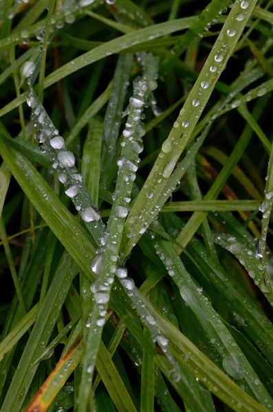 Groen Gras Met Regendruppels Dichtbij Updruppels Dauw Het Groene Gras — Stockfoto