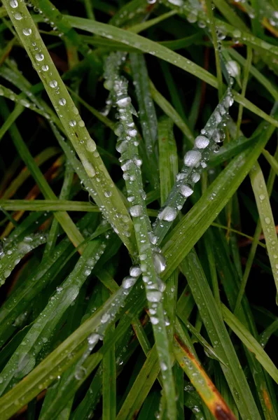 Groen Gras Met Regendruppels Dichtbij Updruppels Dauw Het Groene Gras — Stockfoto