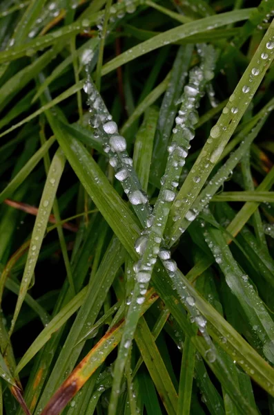 Groen Gras Met Regendruppels Dichtbij Updruppels Dauw Het Groene Gras — Stockfoto