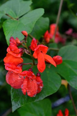 Kırmızı fasulye çiçeklerine yakın çekim. Yazın yağmurdan sonra bahçe.